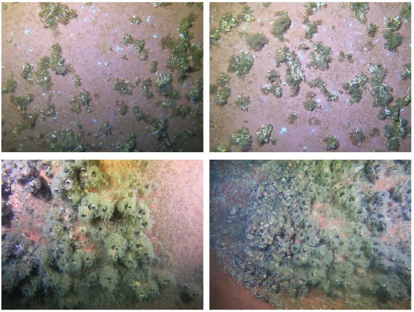 선체 부착생물 상태 (작업 전)